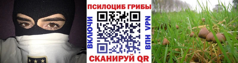 Псилоцибиновые грибы Psilocybe наркота гидра онион Балей